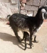 آگهی مشابه فروش گردوی امسالی در گروه گردو در یکمیوه