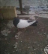 آگهی مشابه فروش کبوتر (درخواستی) در گروه انواع پرنده در یکمیوه