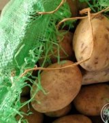 آگهی مشابه فروش سیب زمینی خوراکی در گروه سیب زمینی در یکمیوه