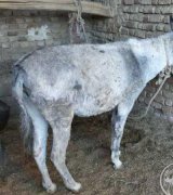 آگهی مشابه فروش الاغ ماده در گروه اسب و الاغ و قاطر در یکمیوه