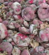 آگهی مشابه لبو دامی و خوراکی شاهین تپه و اصفهان در گروه چغندر لبویی در یکمیوه