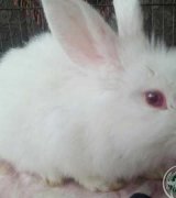 آگهی مشابه فروش خرگوش مینی لپ هلندی با چشمای قرمز در گروه حیوانات خانگی در یکمیوه
