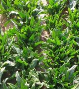 آگهی مشابه سبزی خورشتی کامل در گروه انواع سبزی ها در یکمیوه