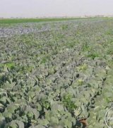 آگهی مشابه فروش یه هکتارکلم بنفش و سبز سیامنصور در گروه انواع کلم برگ و پیچ و بروکلی در یکمیوه