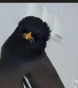 آگهی مشابه مرغ مینا در گروه انواع پرنده در یکمیوه