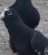 آگهی مشابه فروش قره مینا سوری اصل در گروه انواع پرنده در یکمیوه