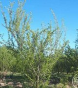 آگهی مشابه فروش باغچه جهت ویلا سازی در گروه باغ و باغچه در یکمیوه