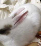 آگهی مشابه فروش بچه خرگوش سالم و زیبا در گروه حیوانات خانگی در یکمیوه