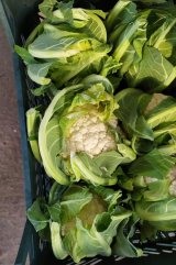 آگهی مشابه گل کلم گمرک شده در کشور روسیه در گروه انواع کلم برگ و پیچ و بروکلی در یکمیوه