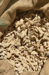 آگهی مشابه فروش زنجبیل چینی در گروه گیاهان دارویی در یکمیوه