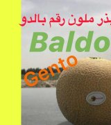 آگهی مشابه بذر گوجه در گروه بذر در یکمیوه