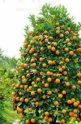 آگهی مشابه پرتقال والنسیا تامسون در گروه پرتقال - رسمی تامسون خونی در یکمیوه