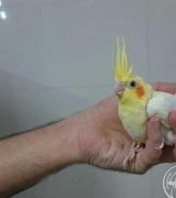 آگهی مشابه فروش جوجه عروس هلندی در گروه انواع پرنده در یکمیوه