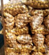 آگهی مشابه فروش سیب زمینی سانته در گروه سیب زمینی - زودرس دیررس آگریا اسپریت اردبیل همدان در یکمیوه