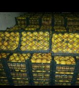 آگهی مشابه فروش محصولات کشاورزی و باغ دزفول سر زمین در گروه کدو - سبز خورشتی بندر ورامین کرج سفید در یکمیوه