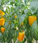 آگهی مشابه فروش فلفل دلمه رنگی با کیفیت عالی در گروه فلفل - دلمه سبز رنگی پاریریکا هالوپینو کاین در یکمیوه