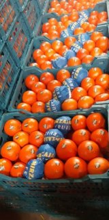 آگهی مشابه تامین انواع محصولات کشاورزی مرکبات و صیفیجات در گروه پرتقال - رسمی تامسون خونی در یکمیوه