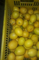 آگهی مشابه فروش ده تن لیمو ترش خوب در گروه لیمو ترش - شیرازی باریج سنگی در یکمیوه