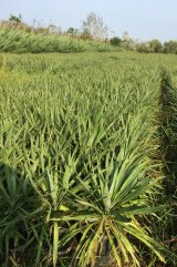 آگهی مشابه فروش نهال یوکا مخصوص فضای سبز در گروه کود و مواد شیمیایی - اوره پتاس مرغی کمپوست آهن در یکمیوه