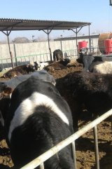 آگهی مشابه #فروش تعداد 32 راس گوساله پروار گوشتی در گروه گاو و گوسفند و میش و بز در یکمیوه