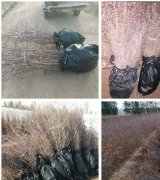 آگهی مشابه عناب یکسال ودوسال در گروه نهال در یکمیوه