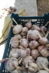 آگهی مشابه فروش سیر قرمز در گروه سیر - تازه خام ترشی خشک در یکمیوه