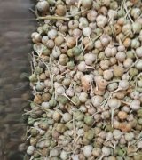 آگهی مشابه فروش چهار تن اسپند نخودی در گروه گیاهان دارویی - معطر خشک خواص دار در یکمیوه