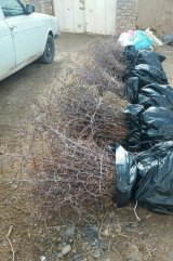 آگهی مشابه فروش نهال عناب یکسال سایز درشت در گروه نهال در یکمیوه