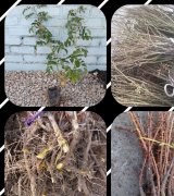 آگهی مشابه فروش نهال زرشک بیدانه ارسال از خراسان در گروه نهال - انواع گردو پسته بادام سلطانی انگور در یکمیوه