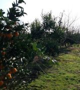 آگهی مشابه فروش باغ با درخت پرتقال و نارنگی و شلیل در گروه باغ و باغچه در یکمیوه