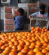 آگهی مشابه فروش پرتقال جیرفت در گروه پرتقال - رسمی تامسون خونی در یکمیوه