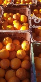 آگهی مشابه فروش پرتقال خونی در گروه پرتقال - رسمی تامسون خونی در یکمیوه