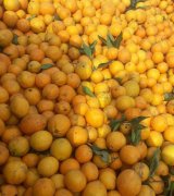 آگهی مشابه فروش پرتقال پیوندی در گروه پرتقال - رسمی تامسون خونی در یکمیوه