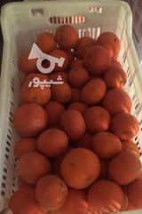 آگهی مشابه فروش نارنگی پیج در گروه نارنگی - ژاپنی بندر فروش عمده محصولات در یکمیوه
