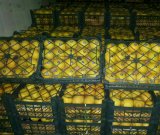 آگهی مشابه فروش پرتقال و همه اقلام کشاورزی صادراتی در گروه پرتقال - رسمی تامسون خونی در یکمیوه