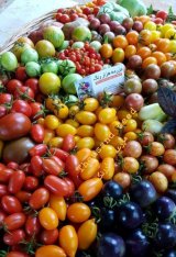 آگهی مشابه ارائه و فروش انواع بذر صیفی جات در گروه بذر - انواع محصول کشاورزی گوجه کتان میوه درخت در یکمیوه