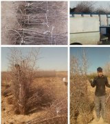 آگهی مشابه فروش نهال عناب پیوندی در گروه نهال - انواع گردو پسته بادام سلطانی انگور در یکمیوه