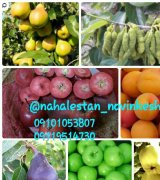 آگهی مشابه ارقام موجود در نهالستان نوین کشت فروش در گروه نهال - انواع گردو پسته بادام سلطانی انگور در یکمیوه