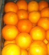 آگهی مشابه فروش مرکبات پرتغال تامسون با کیفیت عالی در گروه پرتقال - رسمی تامسون خونی در یکمیوه