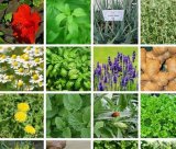 آگهی مشابه سفارشات تولید نشا انواع گیاهان دارویی در گروه نشا - انواع گوجه برنج کاهو پیاز کاری فرنگی در یکمیوه