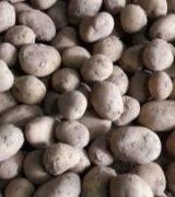 آگهی مشابه فروش سیب زمینی جهت کاشت در گروه سیب زمینی - زودرس دیررس آگریا اسپریت اردبیل همدان در یکمیوه