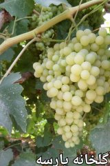 آگهی مشابه فروش نهال انگور بی دانه سفید در گروه نهال - انواع گردو پسته بادام سلطانی انگور در یکمیوه