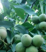 آگهی مشابه تولید عرضه و فروش انواع نهال پیوندی در گروه نهال - انواع گردو پسته بادام سلطانی انگور در یکمیوه