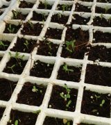 آگهی مشابه فروش گل های فصلی در گروه گیاهان زینتی - گرمسیری آپارتمانی باغچه آب در یکمیوه