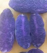 آگهی مشابه فروش عمده و جزیی سیب زمینی بنفش درجه یک در گروه سیب زمینی - زودرس دیررس آگریا اسپریت اردبیل همدان در یکمیوه