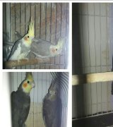 آگهی مشابه فروش پرنده عروس هلندی در گروه انواع پرنده - زینتی عروس هما مینا طوطی مرغ عشق در یکمیوه