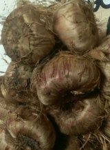 آگهی مشابه آموزش و ارائه برنامه تغذیه ای و کودی زعفران در گروه مشاوره - راه اندازی بازاریابی کسب درآمد بهبود کسب و کار در یکمیوه