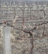 آگهی مشابه آموزش احداث باغهای داربستی درختان میوه در گروه مشاوره - راه اندازی بازاریابی کسب درآمد بهبود کسب و کار در یکمیوه