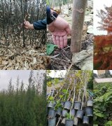 آگهی مشابه فروش ویژه انواع نهال در بوستان پیگیر در گروه نهال - انواع گردو پسته بادام سلطانی انگور در یکمیوه