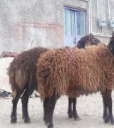 آگهی مشابه فروش دو راس قوچ در گروه گاو و گوسفند و میش و بز کهره گوساله سمینتال در یکمیوه